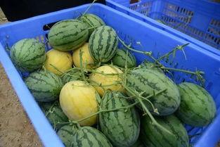 网上吃瓜群可靠吗  第3张