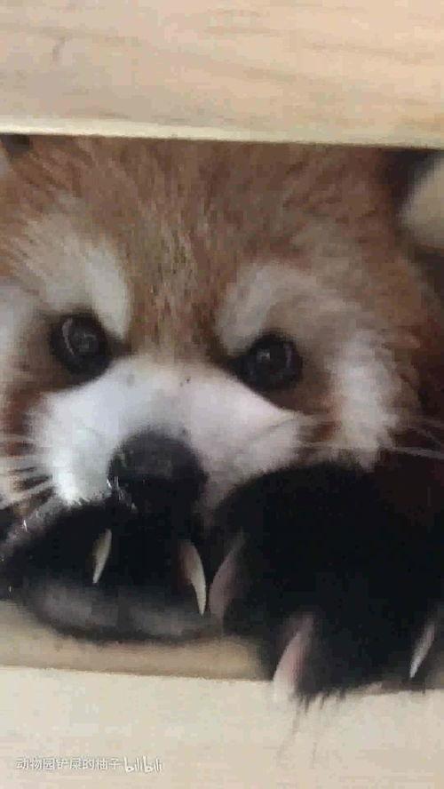 娱乐吃瓜酱小动物视频,小动物娱乐视频大盘点  第2张