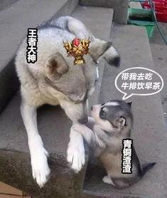 娱乐吃瓜酱小动物视频,小动物娱乐视频大盘点  第3张